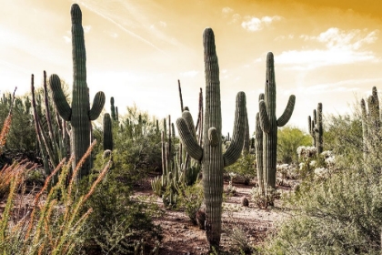 Picture of CACTUS FIELD UNDER GOLDEN SKIES