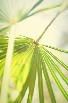 Picture of AMONG PALMS II