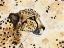 Picture of CHEETAH FACE
