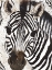 Picture of ZEBRA FACE