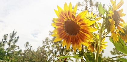 Picture of SUMMER SUNFLOWER I