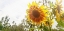 Picture of SUMMER SUNFLOWER I