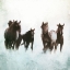 Picture of HORSES RUNNING THROUGH THE SURF