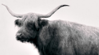 Picture of VINTAGE BULL