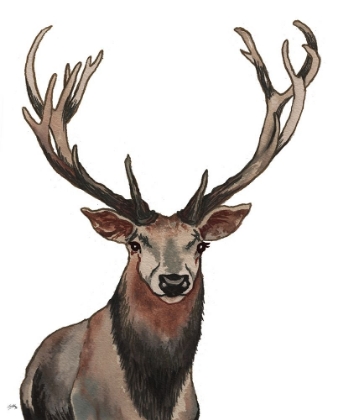 Picture of ELK