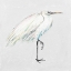 Picture of WHITE EGRET