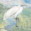 Picture of WILD EGRET