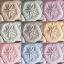 Picture of HARBOR SAND DOLLARS