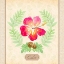 Picture of CALM HIBISCUS