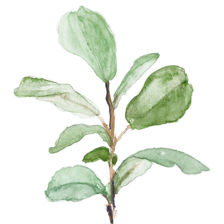 Picture of FIDDLE FIG LEAF PLANT II