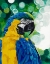 Picture of BRILLIANT PARROT