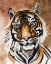 Picture of TIGER