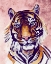 Picture of TIGER FACE