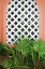 Picture of MEXICAN FAN PALMS