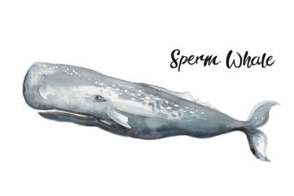 Picture of SPERM WHALE