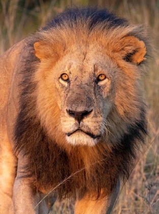 Picture of APPROACHING LION