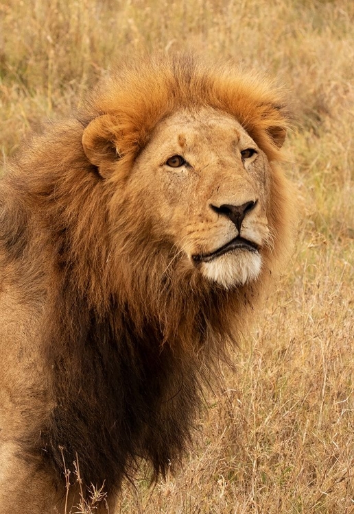 Picture of LIONS INTENT STARE