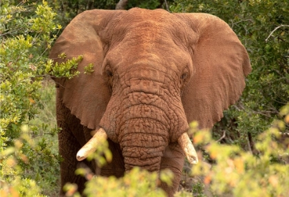Picture of ELEPHANT ON ALERT
