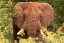 Picture of ELEPHANT ON ALERT