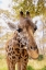Picture of CURIOUS GIRAFFE
