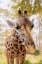 Picture of CURIOUS GIRAFFE