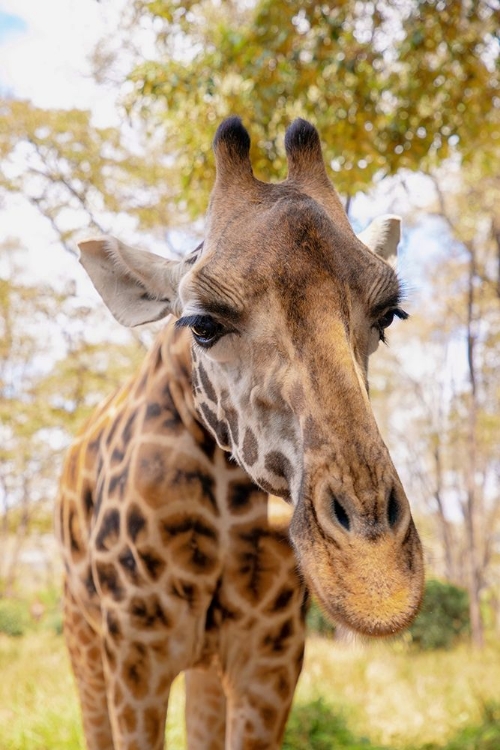 Picture of CURIOUS GIRAFFE