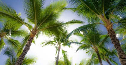 Picture of OAHU PALMS