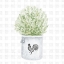 Picture of FARM HERBS II
