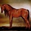 Picture of RED HORSE II
