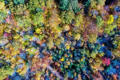 Picture of AERIAL FALL TREES