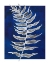 Picture of BLUE FERN IN WHITE BORDER I