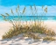 Picture of BEACH GRASS