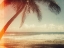 Picture of SINGLE PALM
