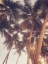 Picture of VINTAGE PALMS