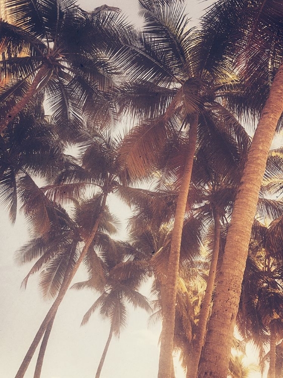 Picture of VINTAGE PALMS