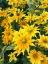 Picture of BRIGHT SPRING