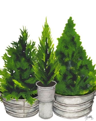 Picture of EVERGREENS IN GALVANIZED TINS