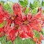 Picture of VIBRANT POINSETTIAS II