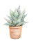 Picture of POTTED CACTUS