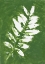 Picture of TROPICAL LEAF BRANCH STAMP WHITE