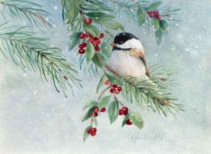 Picture of GRAY-HEADED CHICKADEE ON HOLLY