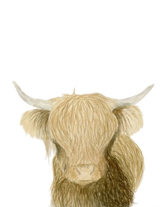 Picture of HIGHLAND CATTLE