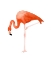 Picture of STANDING FLAMINGO