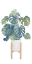 Picture of MONSTERA DELICIOSA