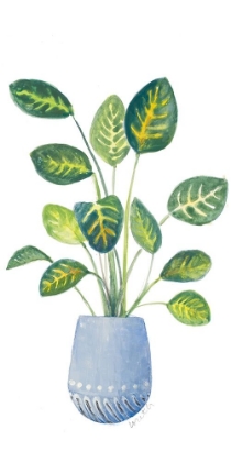 Picture of CROTON IN BLUE POT