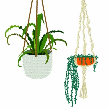 Picture of HANGING PLANT DUO