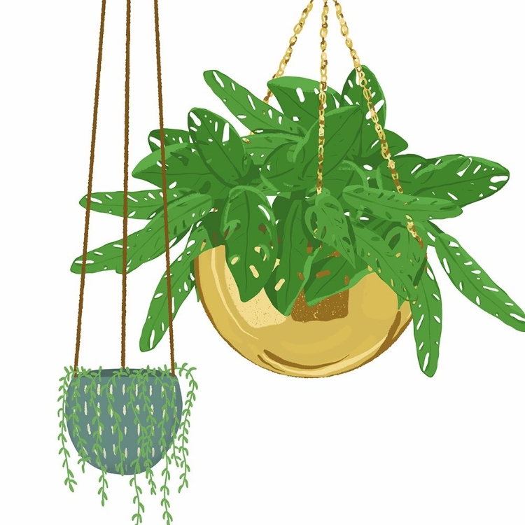 Picture of HANGING PLANT SET