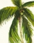 Picture of RESTING PALM I