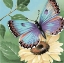 Picture of BUTTERFLY FLOWERS II