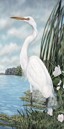 Picture of GREAT WHITE EGRET